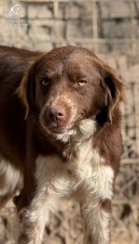 Coko